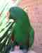 Eclectus