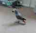 African Grey