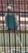 Budgerigar