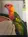 Lory / Lorikeet