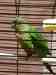 Conure