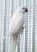 Indian Ringneck Parakeet