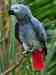 African Grey