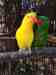 Lory / Lorikeet