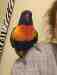 Lory / Lorikeet