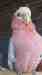 Galah Cockatoo