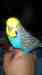 Budgerigar