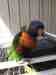 Lory / Lorikeet