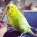 Budgerigar