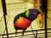 Lory / Lorikeet