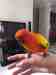 Conure