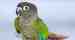 Conure