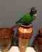 Conure