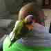 Lory / Lorikeet