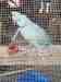 Indian Ringneck Parakeet