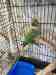 Alexandrine