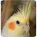 Cockatiel