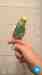 Budgerigar