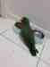 Eclectus