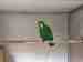 Eclectus