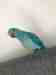 Indian Ringneck Parakeet