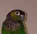 Conure