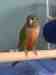 Conure