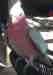 Galah Cockatoo