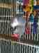 African Grey