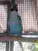 Mustached / Moustached Parakeet
