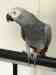 African Grey