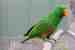 Eclectus