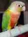 Conure