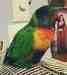 Lory / Lorikeet