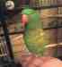 Lory / Lorikeet