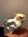 Cockatiel