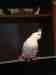 Cockatiel