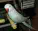 Indian Ringneck Parakeet