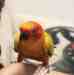 Conure