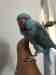 African Ringneck Parakeet