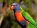 Lory / Lorikeet