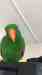 Eclectus