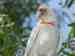 Corella Cockatoo