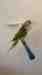 Alexandrine