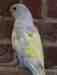 Indian Ringneck Parakeet