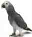 African Grey