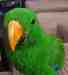 Eclectus