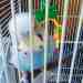 Budgerigar