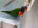 Lory / Lorikeet