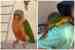 Conure